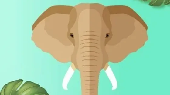 Animals & Nature